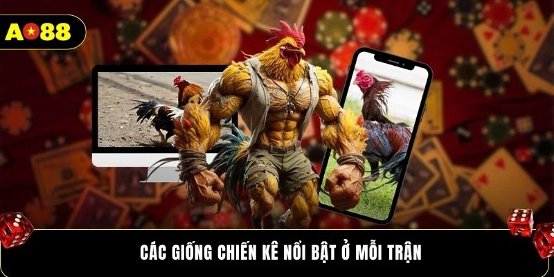 Các giống chiến kê nổi bật ở mỗi trận